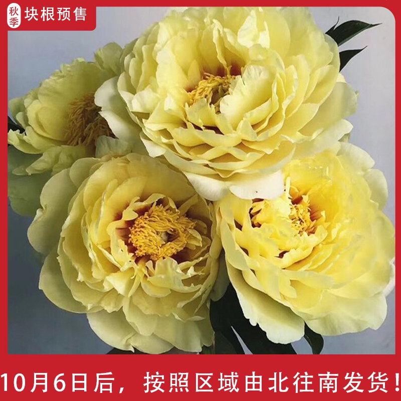 高端稀有芍药品种合集 开花比碗大 富贵吉祥