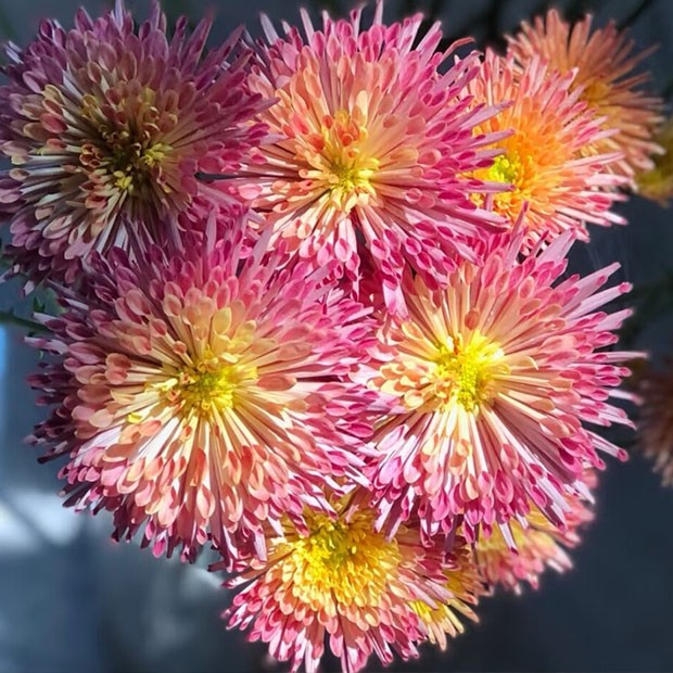 菊花穴盘苗 绚丽多彩，品种稀有，耐寒好养 室内室外都能养