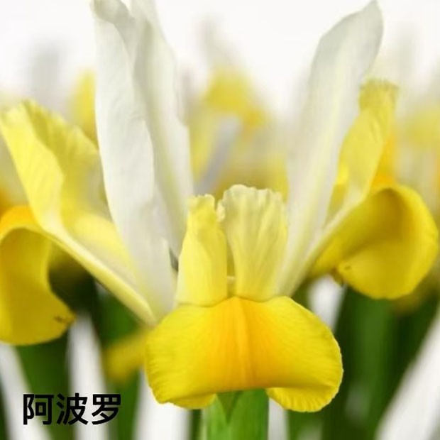 荷兰鸢尾种球 多年生球根 耐寒耐热