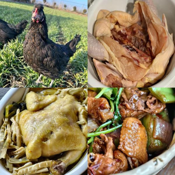 始祖黑鸡童子鸡｜0农残、0激素、0抗生素！中国唯一老品种，100天左右刚打鸣的小公鸡，超嫩超放心！