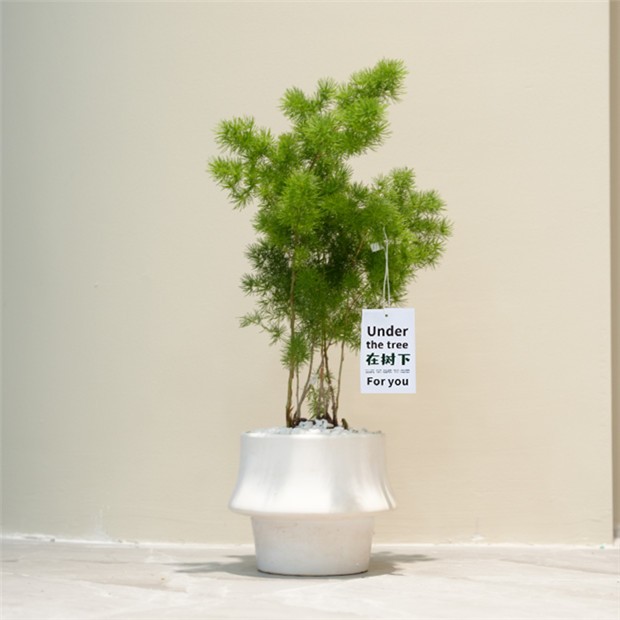 蓬莱松北欧风盆栽室内办公桌面茶几四季常青高颜值花卉绿植盆景