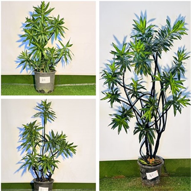  百合竹客厅绿植老桩造型网红落地大型植物