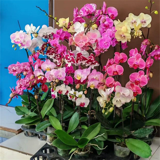 蝴蝶兰不挑品种随机发货