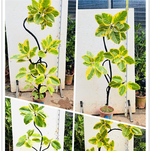 造型黄金榕观叶植物 客厅绿植旺宅大盆栽大型高级感花叶植物