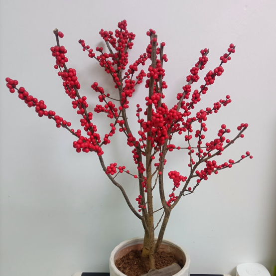北美冬青盆栽 好看好养又耐寒  冬天红果挂满树  增添喜庆
