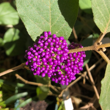 紫珠盆栽多年生耐热耐寒阳台庭院观赏好养活