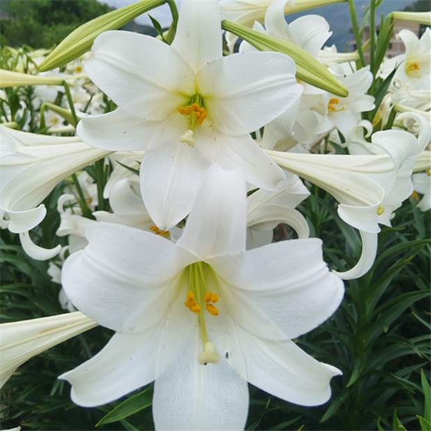 福建原生铁炮百合  麝香百合 开花超香 南北方都能种！