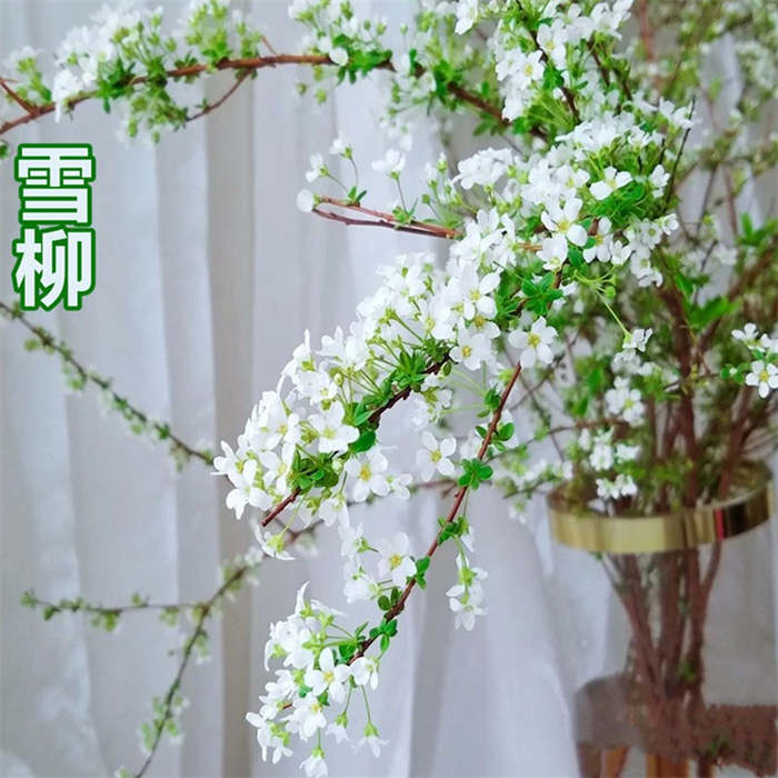雪柳鲜枝  喷雪花遇水开花 水培植物  气质十足有格调