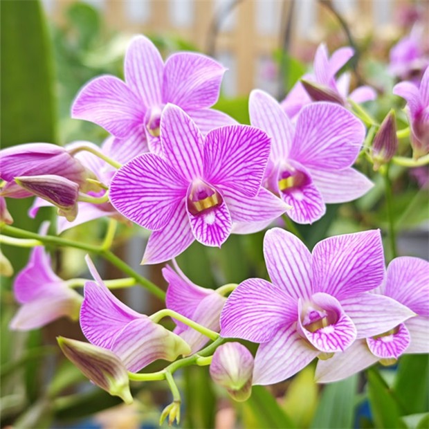 樱花石斛 室内好养窗台阳台盆栽花卉