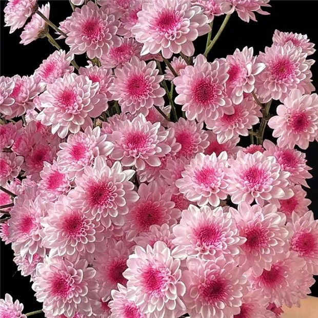 多头菊盆栽 小菊花盆栽 四季开花庭院室内阳台植物好养爆花