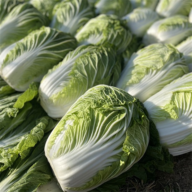 崂山山地甜白菜｜来自“海上仙山”！清甜多汁，纤维细腻，限量供应！每一颗都是限量版（现挖现发，顺丰直达）