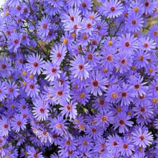紫菀 小卡罗盆栽 庭院花园阳台爆花花卉