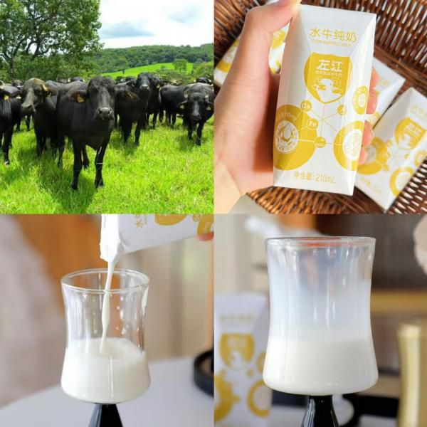 左江水牛纯奶｜入口仿佛冰激凌化了！天然的鲜甜浓郁，娃抢着喝不撒手！吃水果长大的水牛，生态喂养，无激素！配料表干净，蛋白质含量3.9