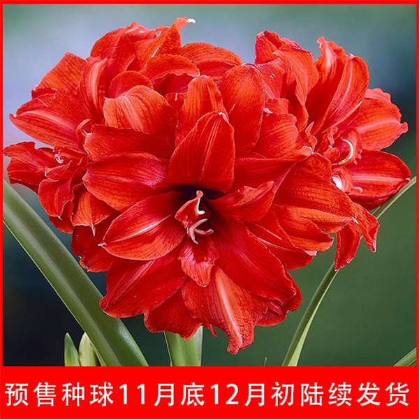 【5折抄底清仓】2025进口秘鲁朱顶红 超多新品   人气爆棚 手慢无哦~