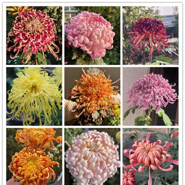 【年后初八发货】广东大菊/小菊鲜切花  花大色艳 花开富贵 顺丰直达 春节不打烊