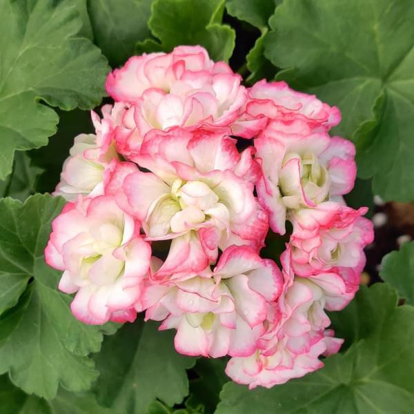 【年底特价】天竺葵苹果碗 盆径13cm 四季开花不断 室内阳台好养的花卉