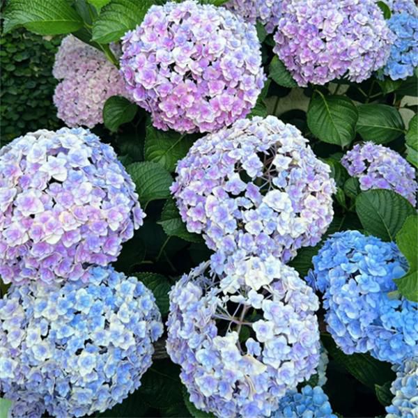 大花绣球 5加仑超大苗  阳台庭院 花卉植物 耐寒 易爆盆