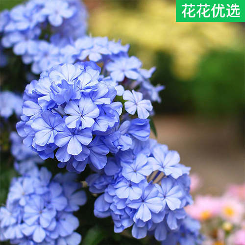 蓝雪花盆栽花苗花期长四季好养室内阳台庭院花卉