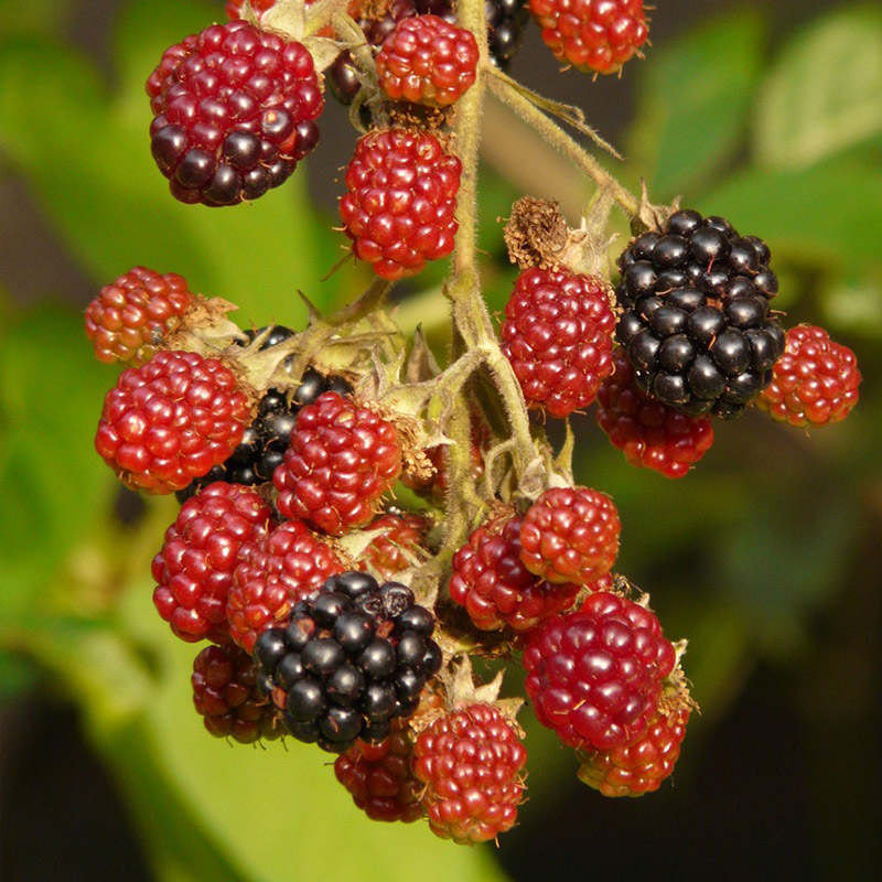 经典树莓苗 丰产型包对版 两年生果树苗