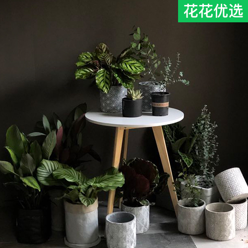 大型竹芋盆栽 净化空气美化室内环境