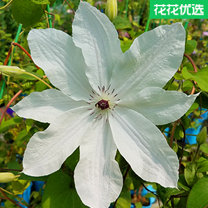 美丽新娘进口铁线莲藤蔓植物预售2月中旬发货