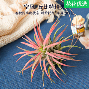 空气凤梨苗 在空气中就能成活的植物