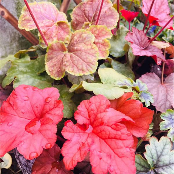 大自然的调色板【矾根盆栽】18个品种随心选，多姿多彩随心搭​ ​ 常年彩叶，耐寒耐阴令人心生温暖的一抹亮