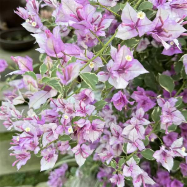 ?【特价1加仑三角梅】花量大，花期长，一年开花200天，​ 极其耐热耐晒，40度也照样开花，超级好养，超级皮实​ ​ ?35个品种可选