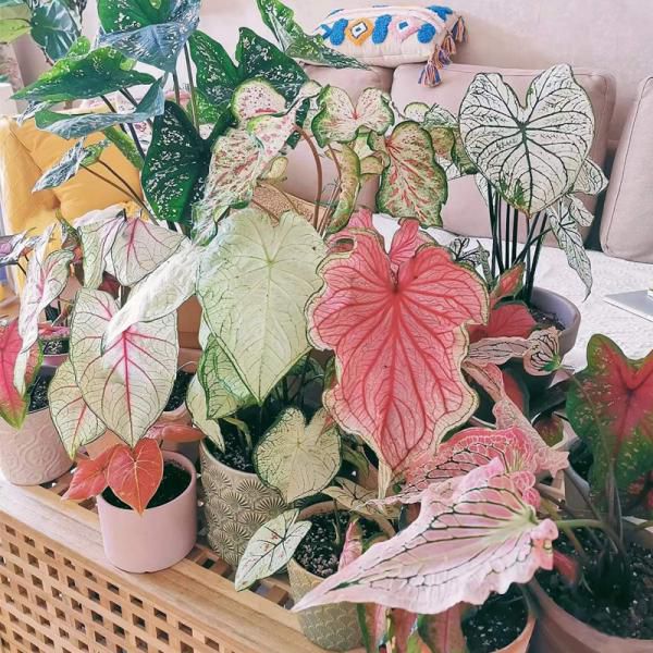【彩叶芋现货】品种上新‼️?粉色飞溅、白色恋人、娇羞新娘、加勒比海盗等超热门彩叶芋品种，一站购齐❗​ ​ ✅观花不如观叶，叶片硕大绽放蓬勃的生命力​ ​ ?百变彩叶芋引爆夏日多巴胺