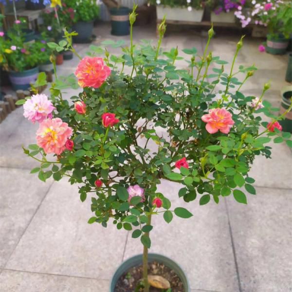 【棒棒糖月季】带花/带花苞发货，1加仑仅售39.9！独杆成景，一树繁花！​ ​ 直立有型，精致造型，地栽盆栽都合适，撑起一整个花园的浪漫！
