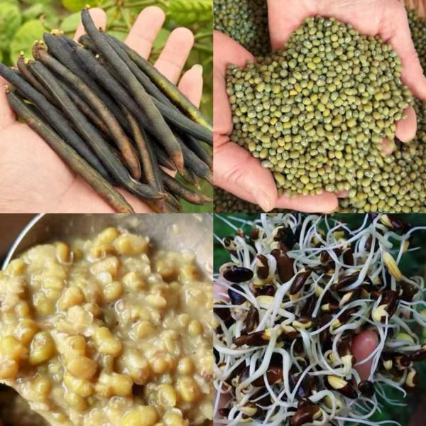 沂蒙山笨绿豆  |  农家种的毛绿豆，易煮烂、易开花，入口沙糯、豆香浓郁，消暑清心，发芽率99％